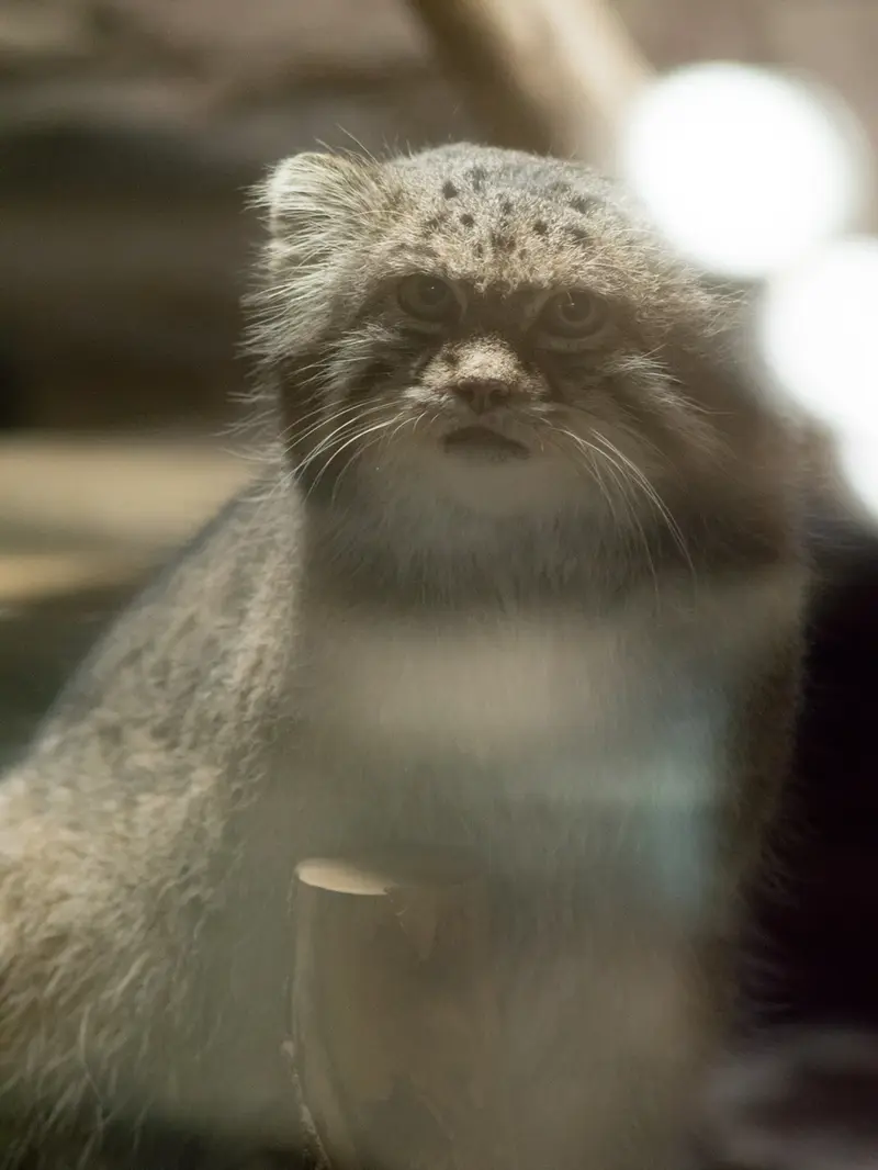 恩賜上野動物園のクリョンの写真
