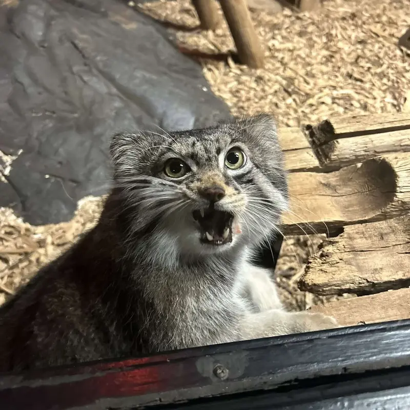 スペリオル湖動物園のパブの写真