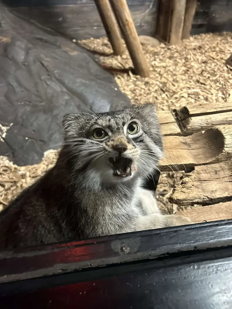スペリオル湖動物園のパブの写真