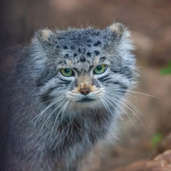 シャイアン・マウンテン動物園のボーの写真