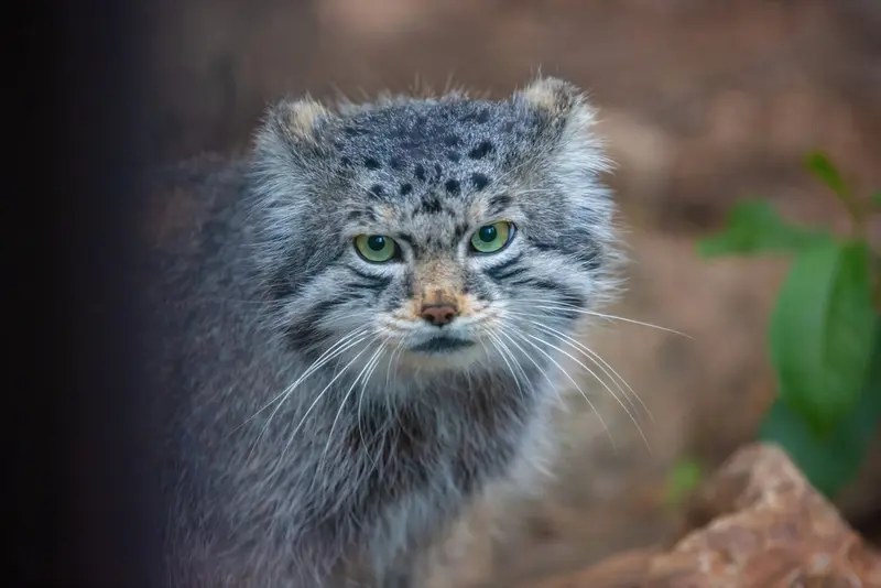 シャイアン・マウンテン動物園のボーの写真