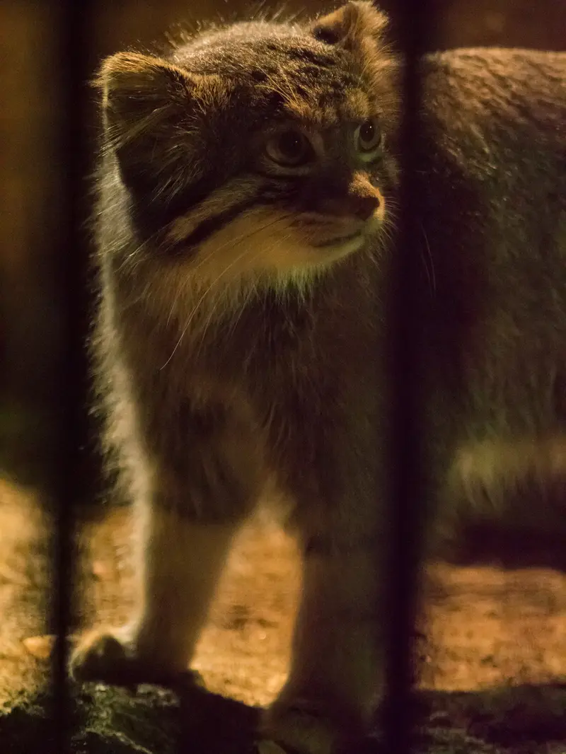 野毛山動物園のフィーガの写真