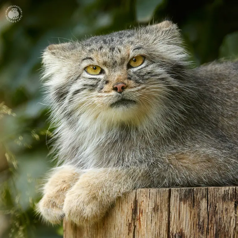 ヘラブルン動物園のスタブシの写真