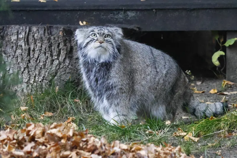 マヌルネコの写真