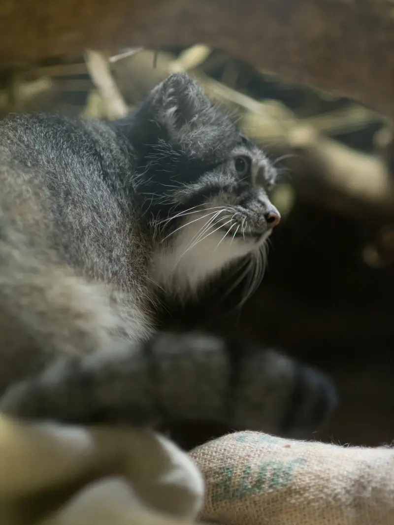 恩賜上野動物園のクリョンの写真