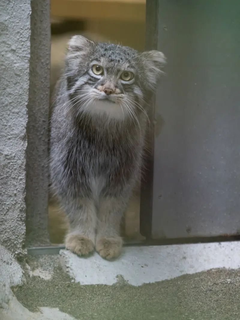 野毛山動物園のフィーガの写真