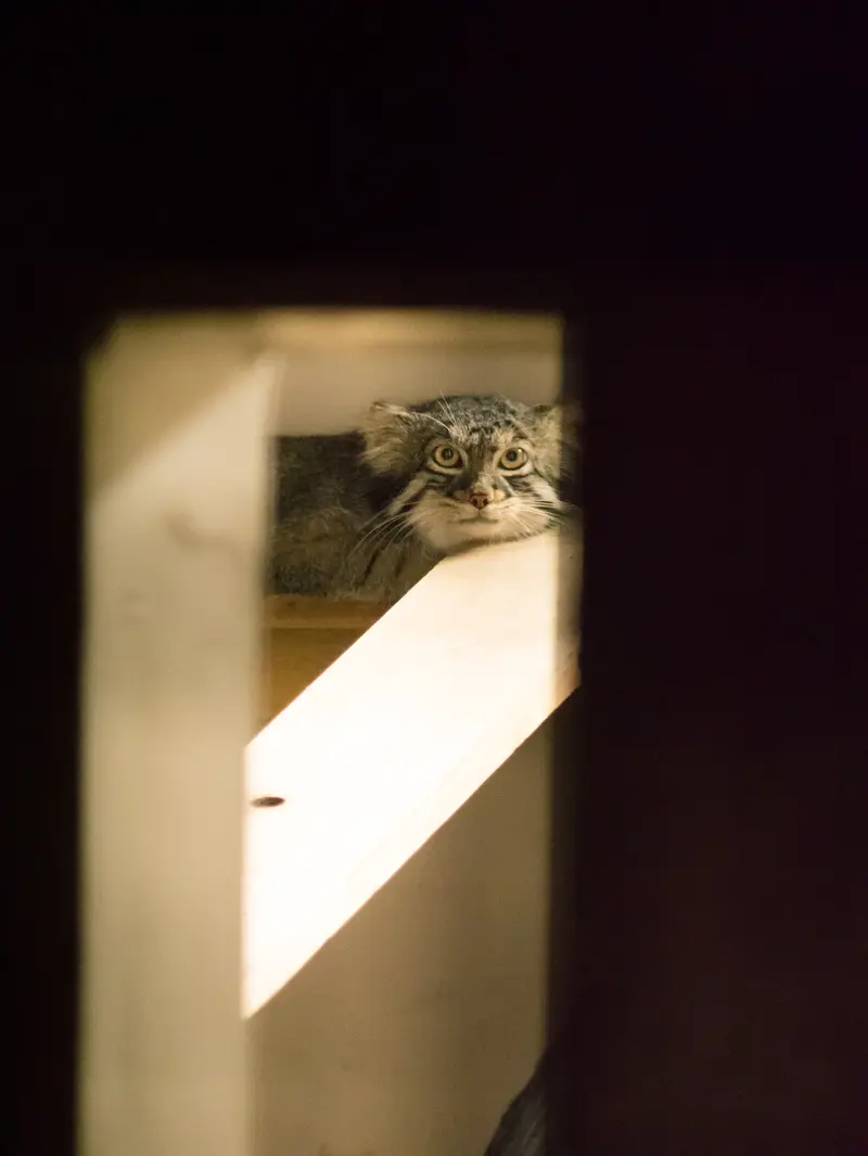 野毛山動物園のフィーガの写真