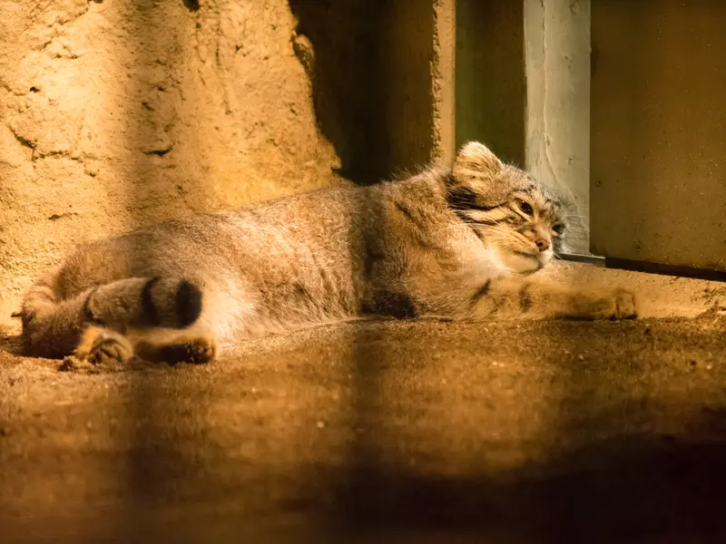 野毛山動物園のフィーガの写真