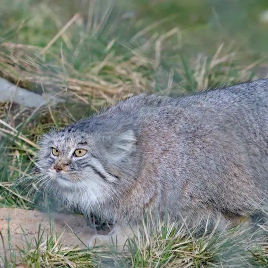 ヘラブルン動物園のスタブシの写真