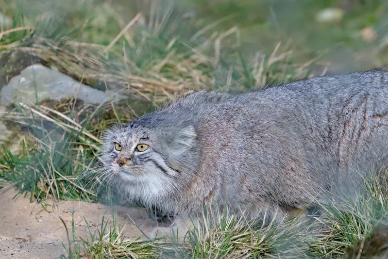 ヘラブルン動物園のスタブシの写真