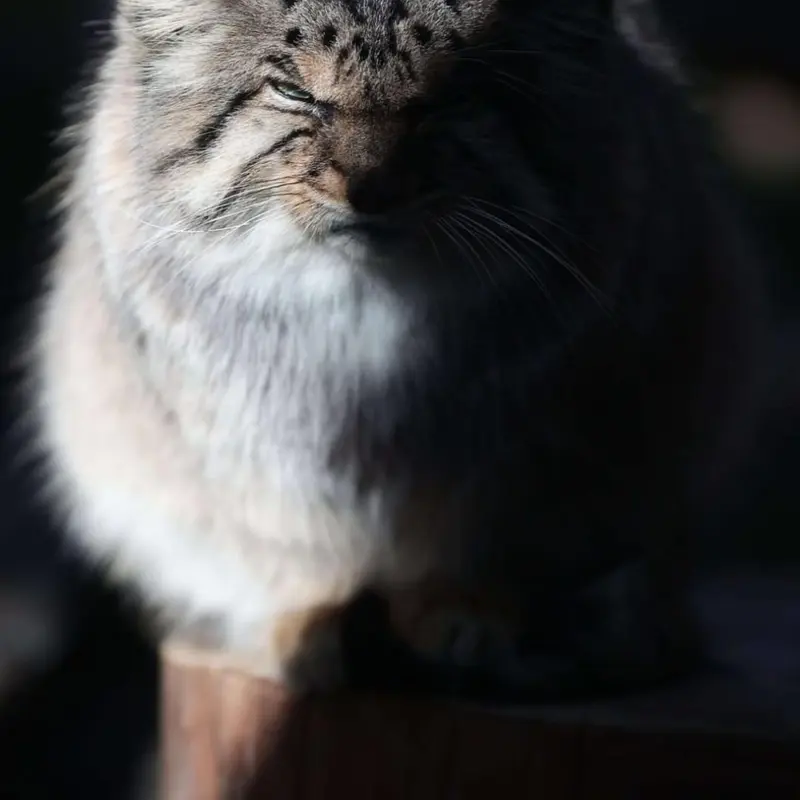 那須どうぶつ王国のボルの写真