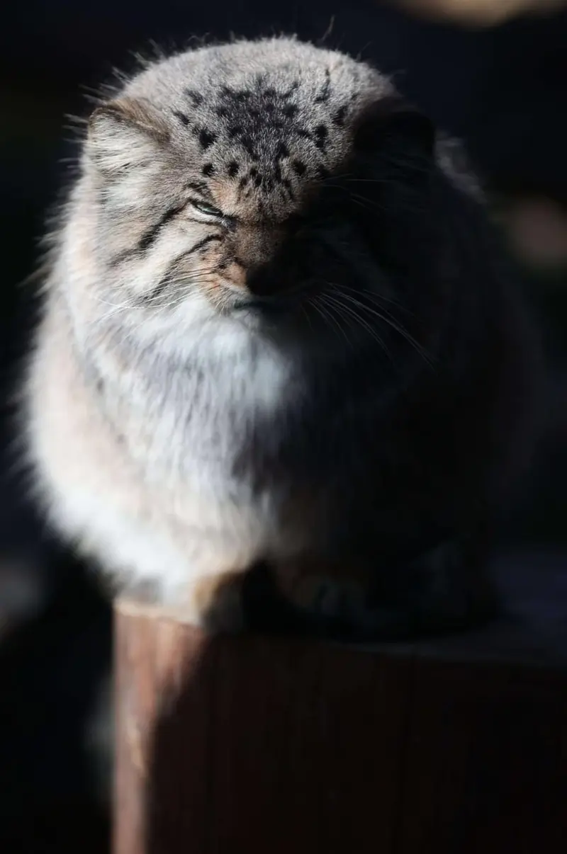 那須どうぶつ王国のボルの写真