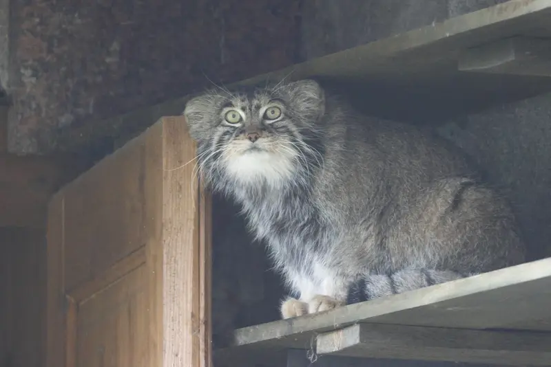 モスクワ動物園のティモフェイの写真