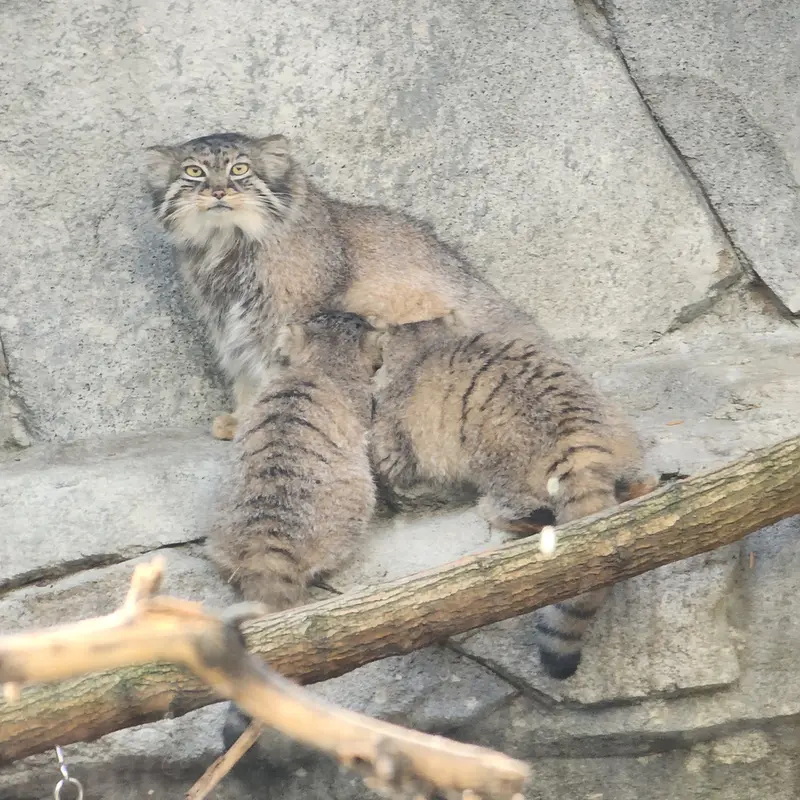 コロンバス動物園と水族館のマヌルネコのティーナ