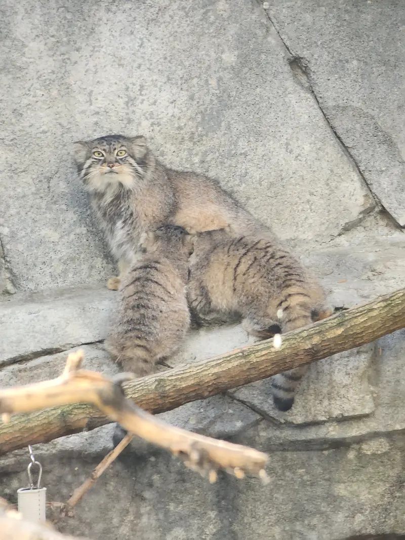 コロンバス動物園・水族館のティーナの写真