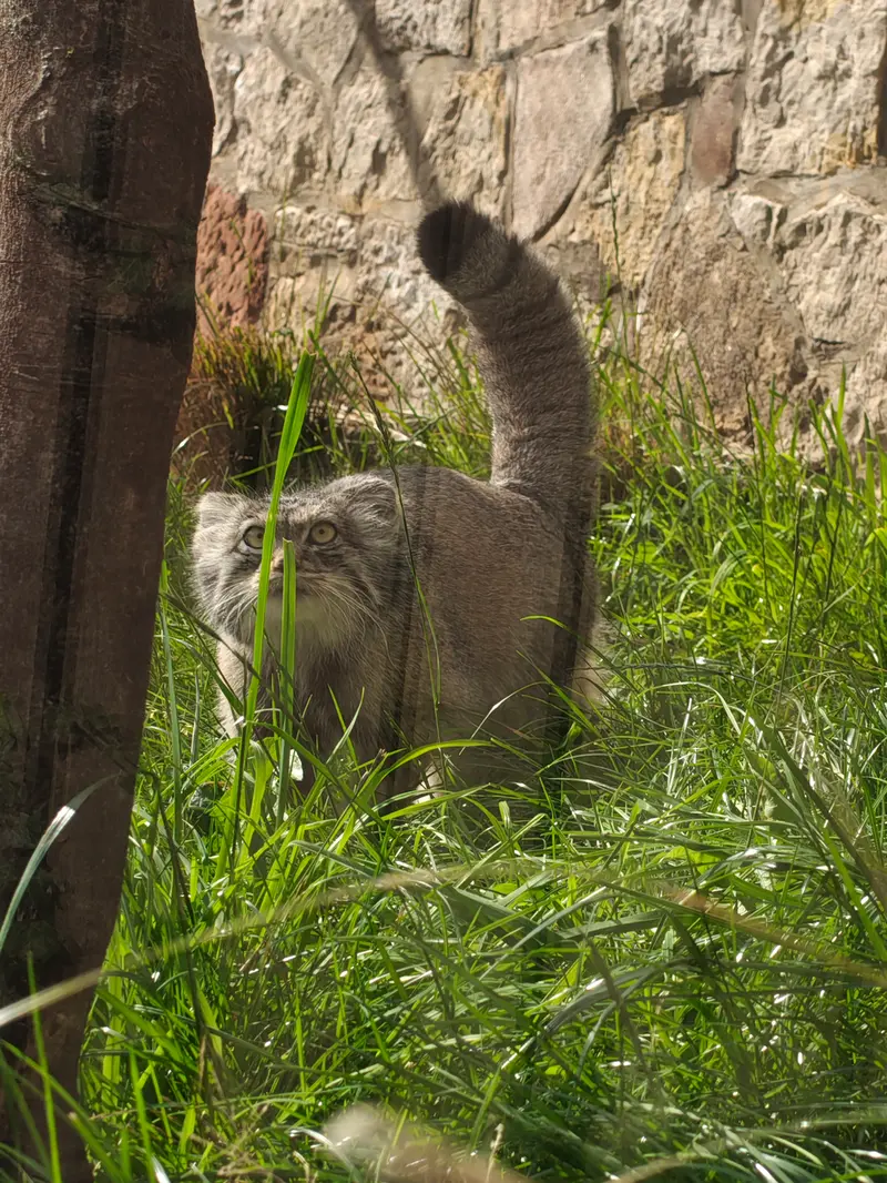 エディンバラ動物園のダッチェスの写真