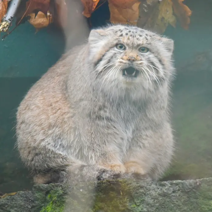 ティアパーク・ベルリンのマネキーネコの写真