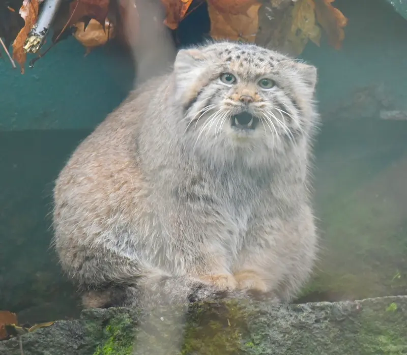 ティアパーク・ベルリンのマネキーネコの写真