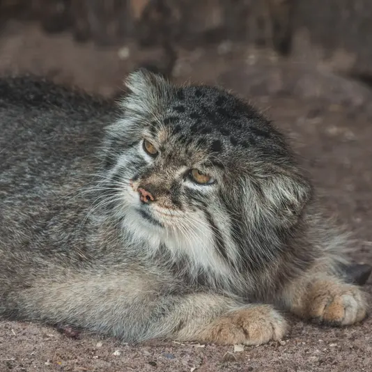 レニングラード動物園のスノークの写真