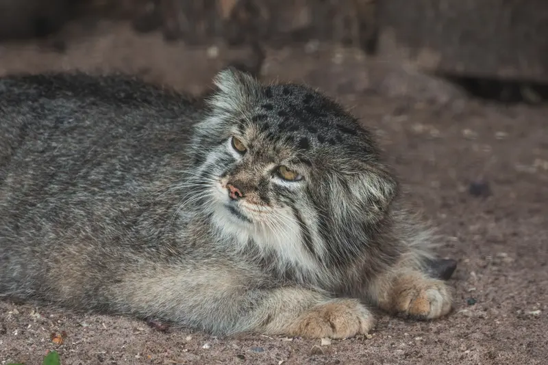 レニングラード動物園のスノークの写真