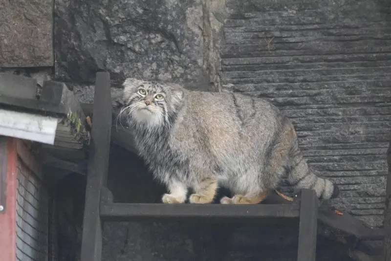 モスクワ動物園のティモフェイの写真