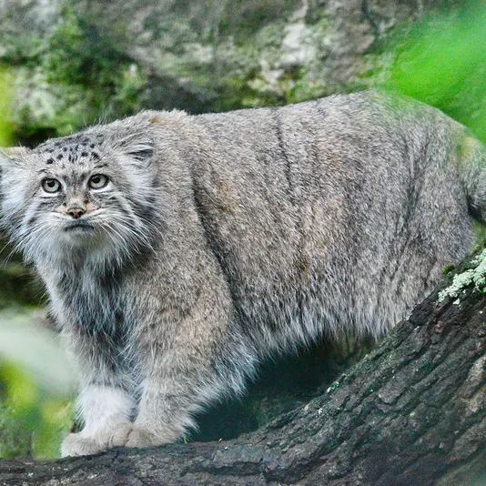 ティアパーク・ベルリンのマネキーネコの写真