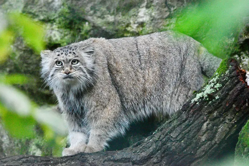 ティアパーク・ベルリンのマネキーネコの写真