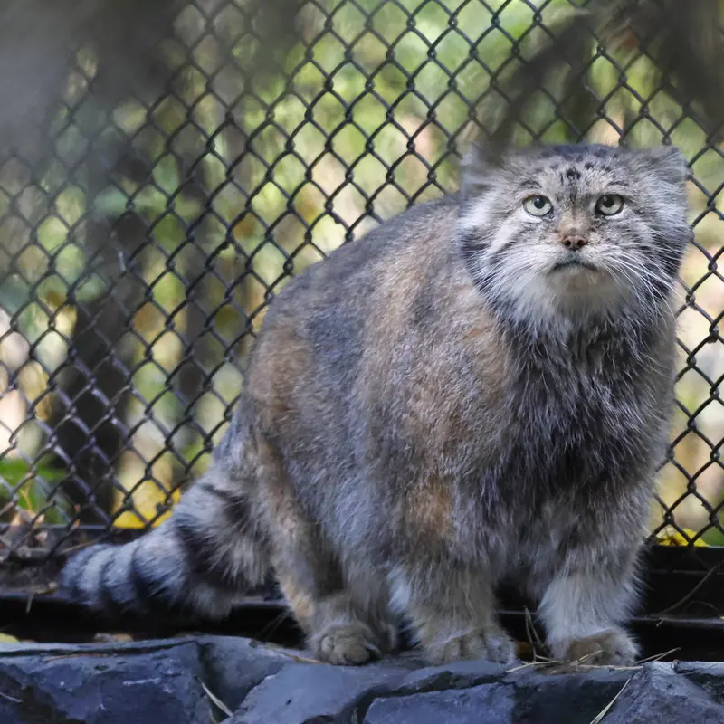 ノヴォシビルスク動物園のラストチカの写真