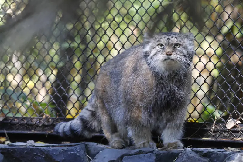 ノヴォシビルスク動物園のラストチカの写真