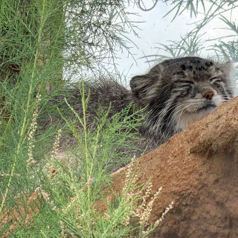 プラハ動物園のスパイの写真