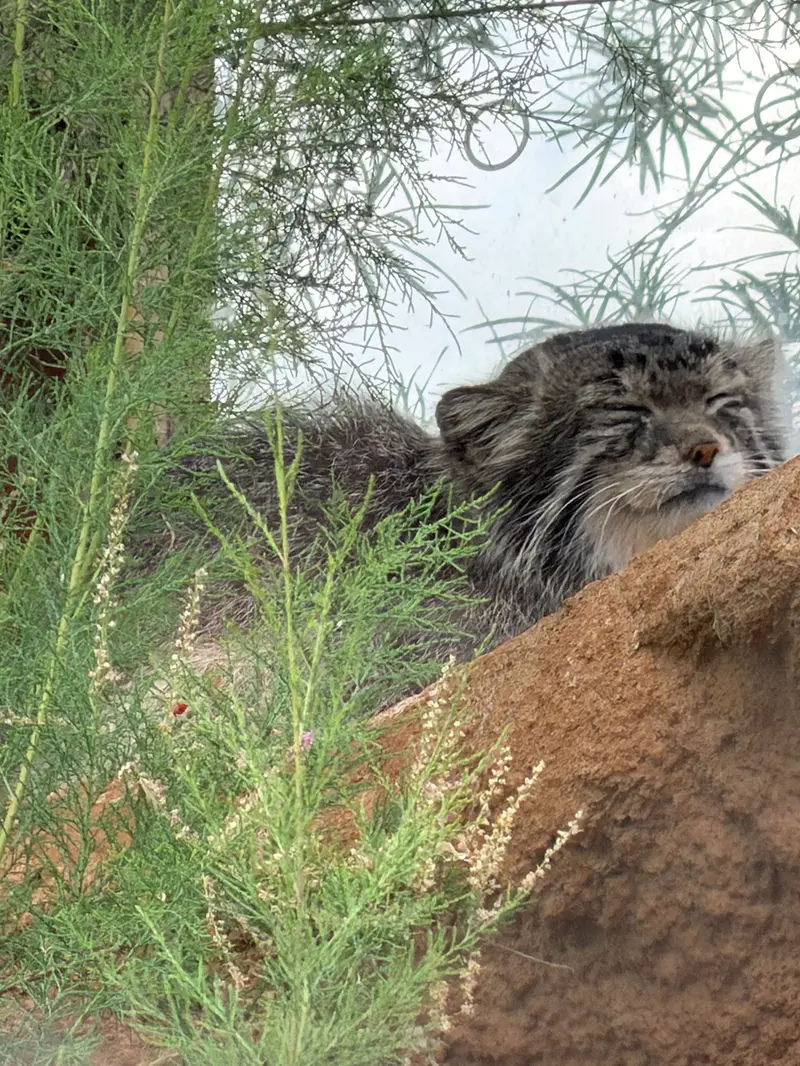 プラハ動物園のスパイの写真