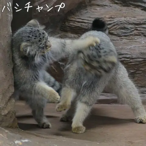 那須どうぶつ王国のシャルとボルの写真