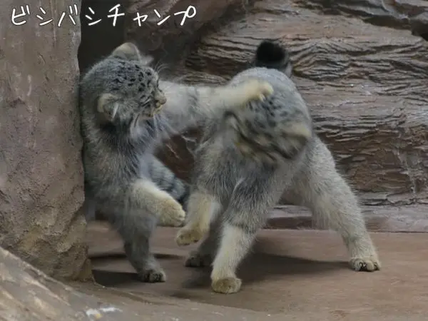 那須どうぶつ王国のシャルとボルの写真