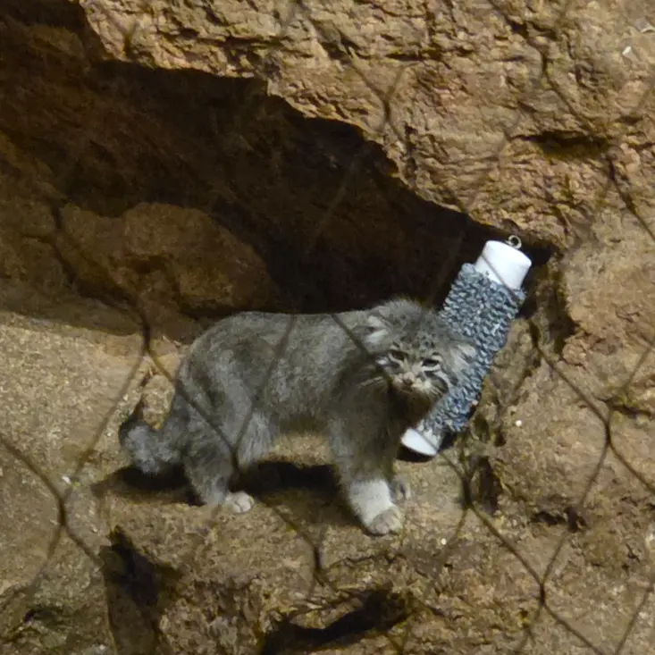 ブルックフィールド動物園シカゴのヨハンの写真