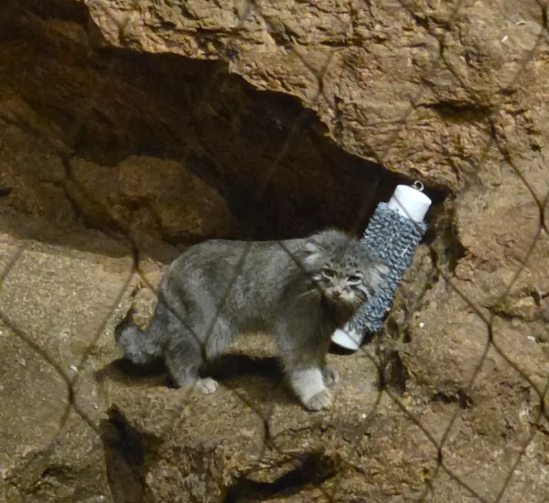 ブルックフィールド動物園シカゴのヨハンの写真