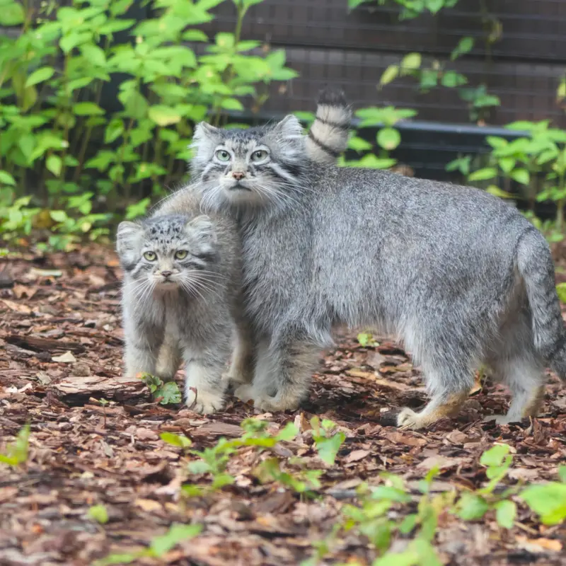 グダニスク動物園のアルタイの写真