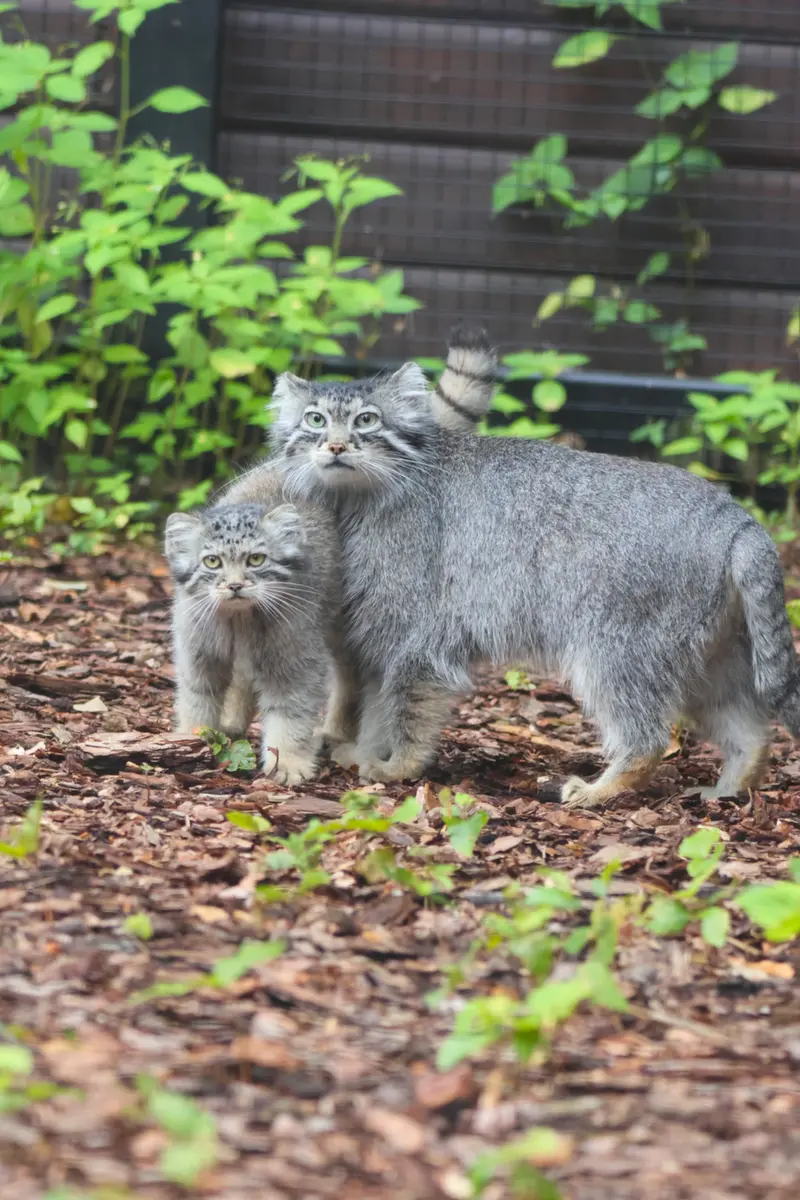 グダニスク動物園のアルタイの写真