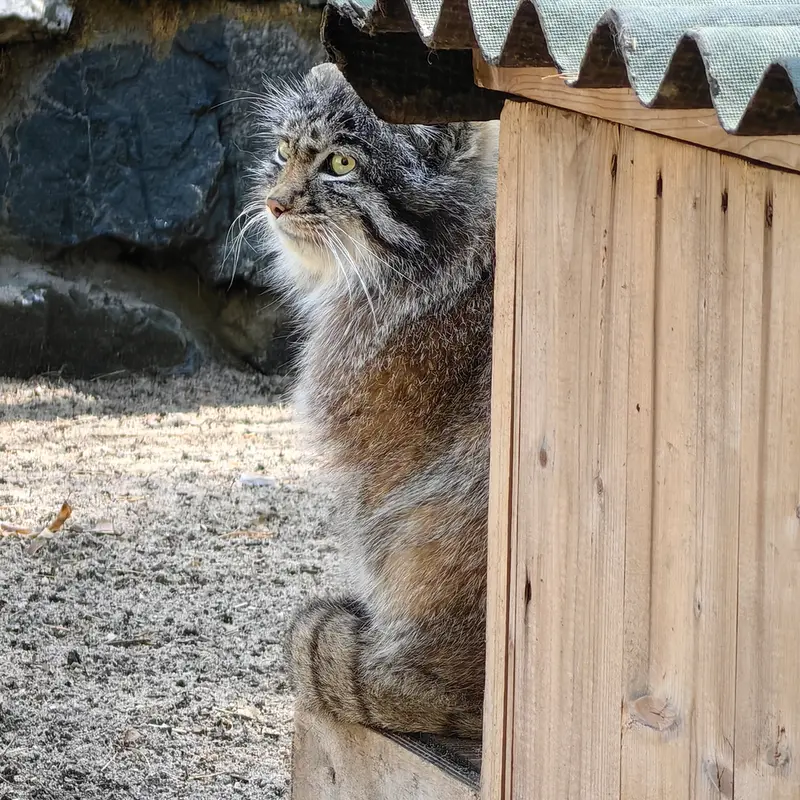 ノヴォシビルスク動物園のグレイの写真