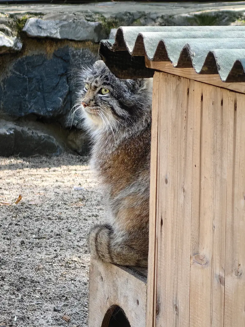 ノヴォシビルスク動物園のグレイの写真