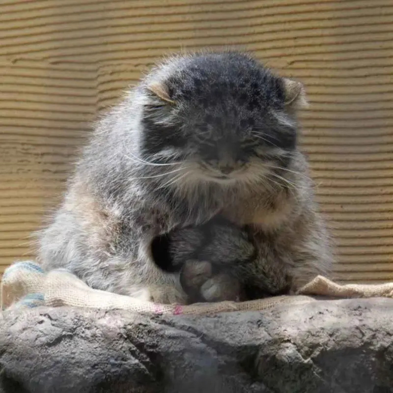 マヌルネコの写真