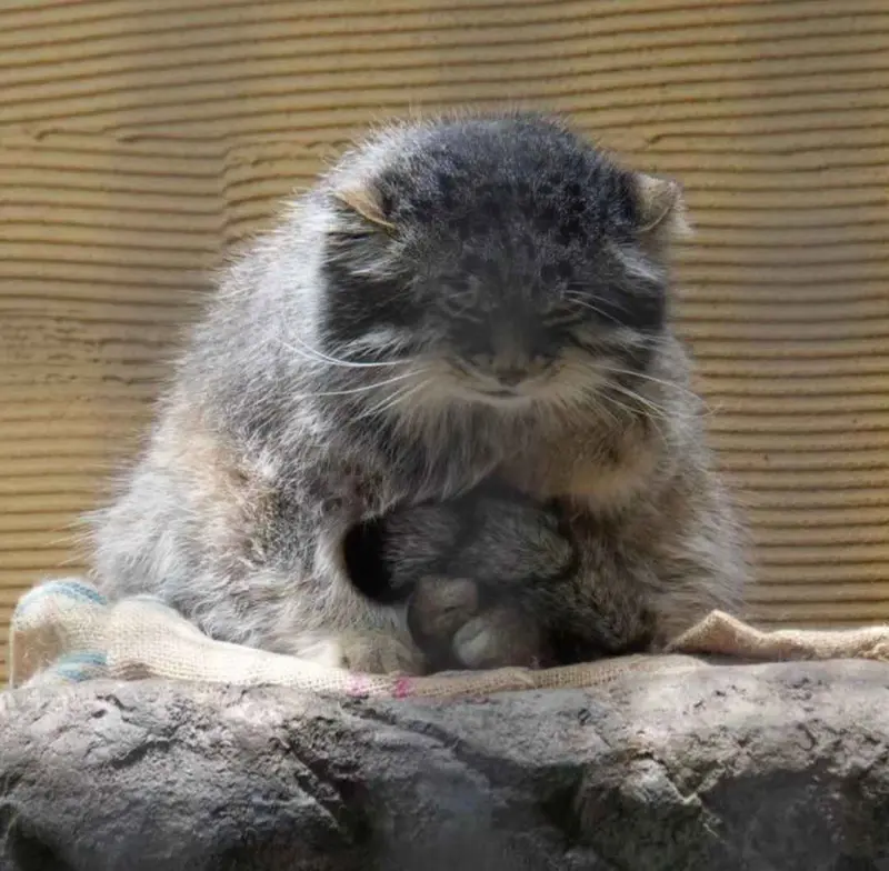 マヌルネコの写真