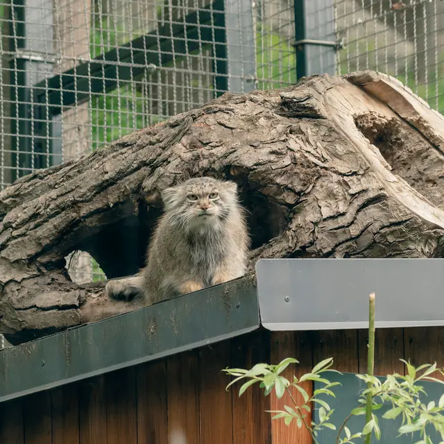 リトアニア動物園のメリッサの写真
