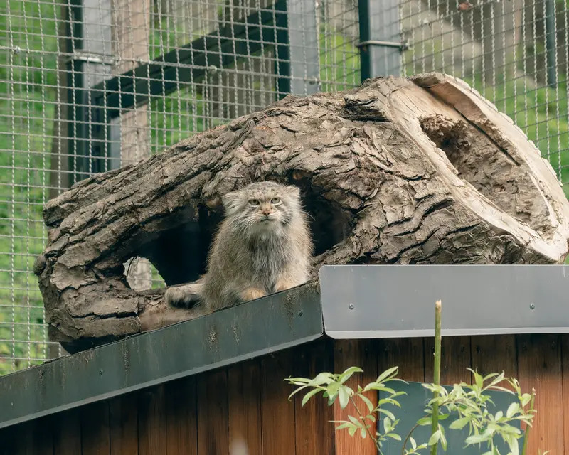 リトアニア動物園のメリッサの写真