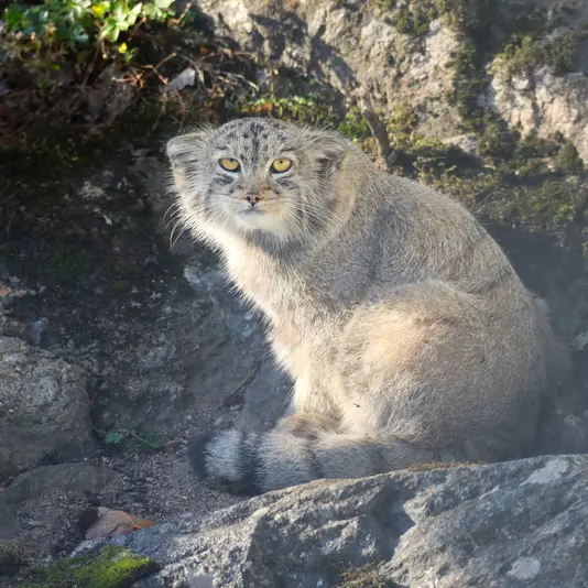 コルケアサーリ動物園のコッリ・オッリの写真