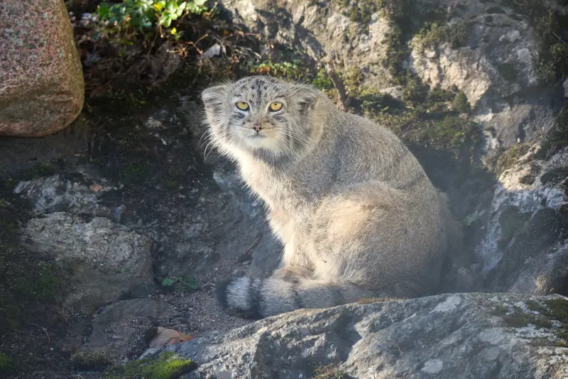 コルケアサーリ動物園のコッリ・オッリの写真