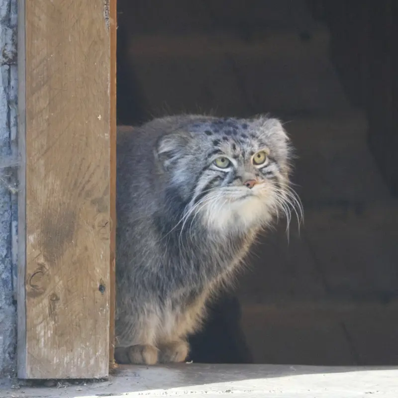 モスクワ動物園のティモフェイの写真