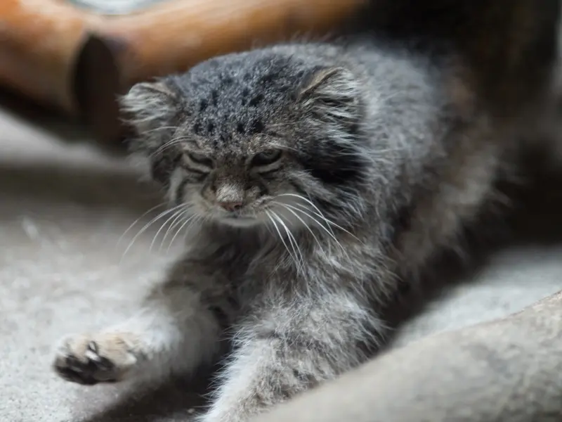 恩賜上野動物園のクリョンの写真
