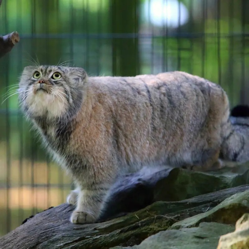 クラクフ動物園のツァスの写真