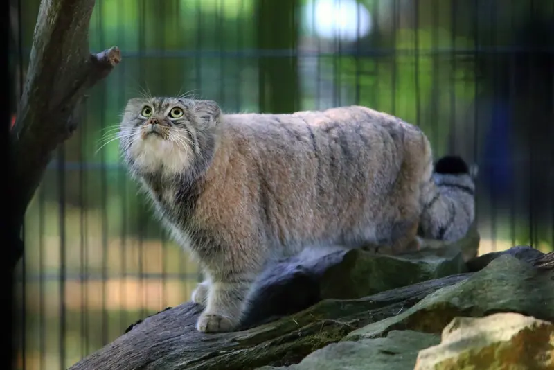 クラクフ動物園のツァスの写真