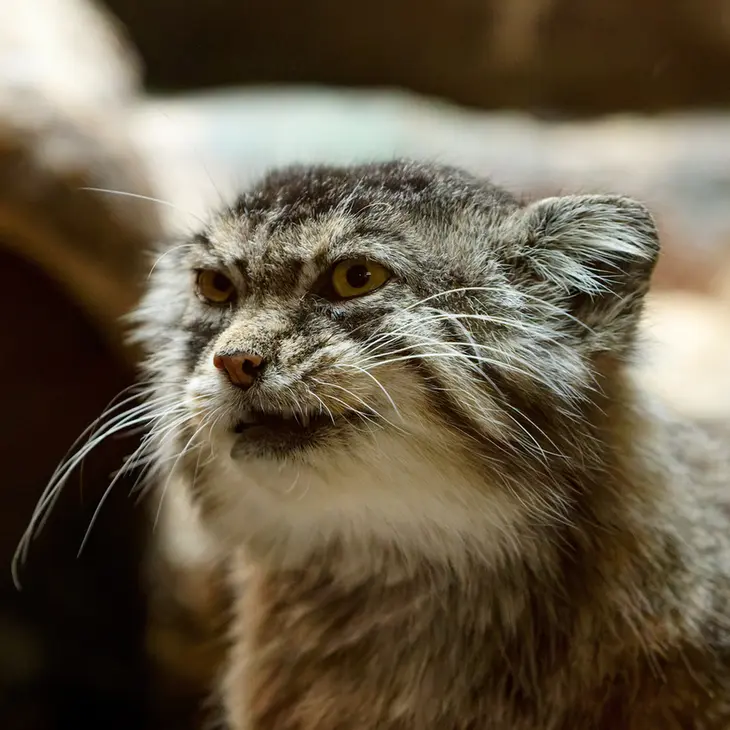 恩賜上野動物園のプリームラの写真